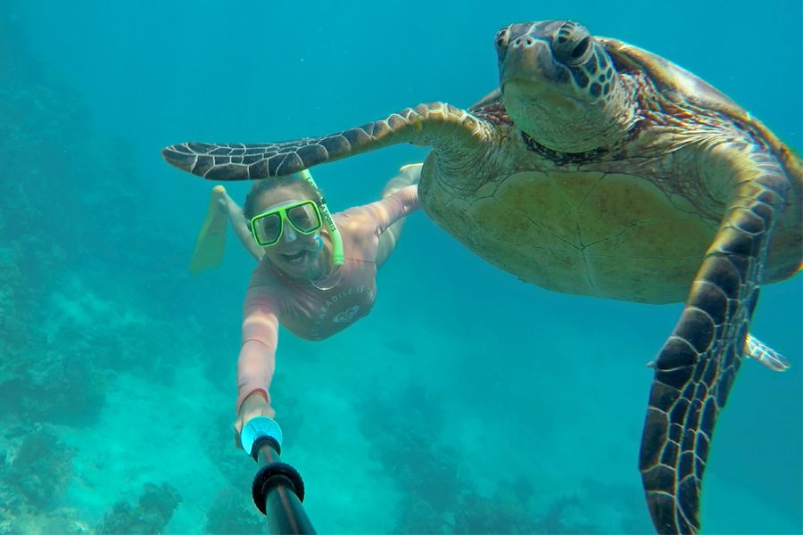 turtle selfie