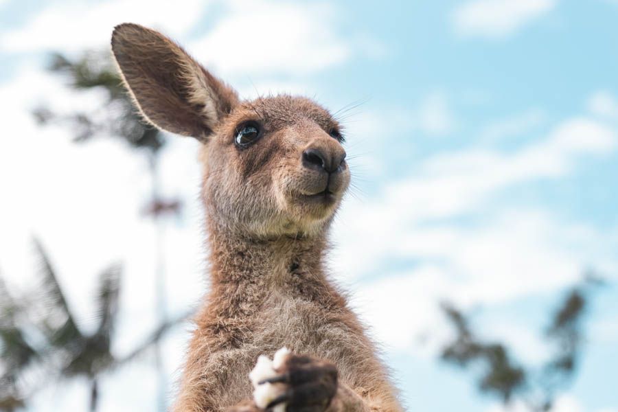 kangaroo, whitsundays