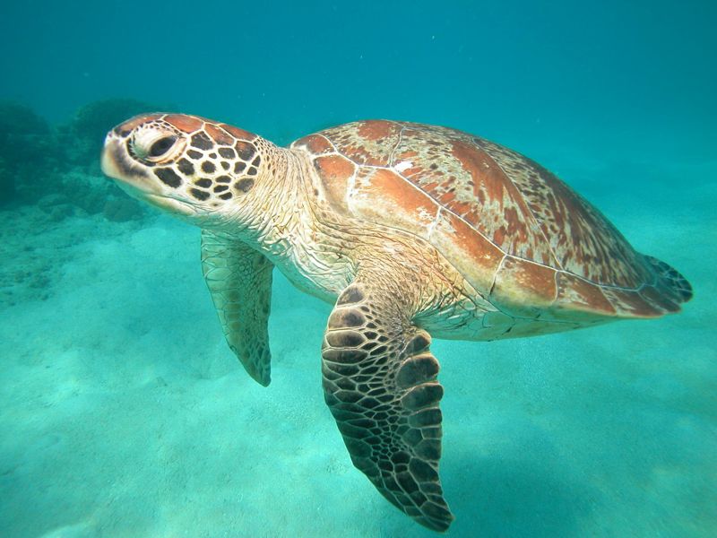 Hastings Reef - Cairns-Tours