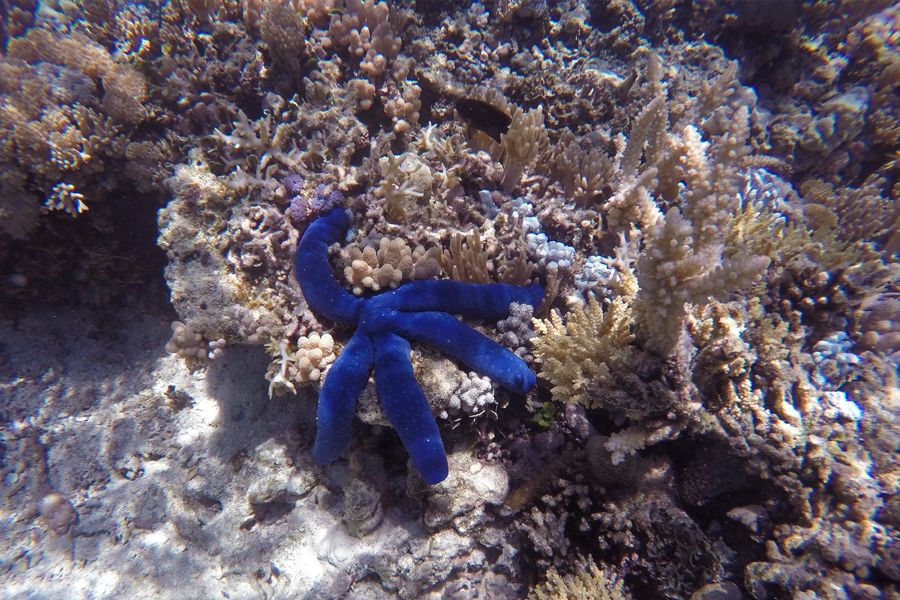 Starfish, Great Barrier Reef