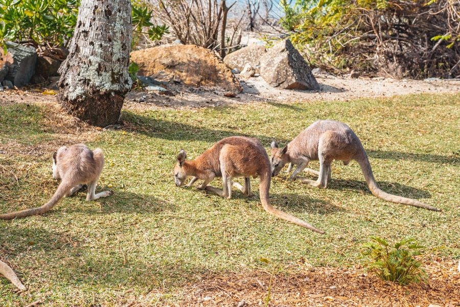 wallabies, daydream island