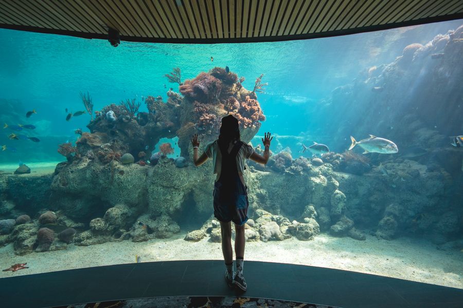 Daydream Island Living Reef