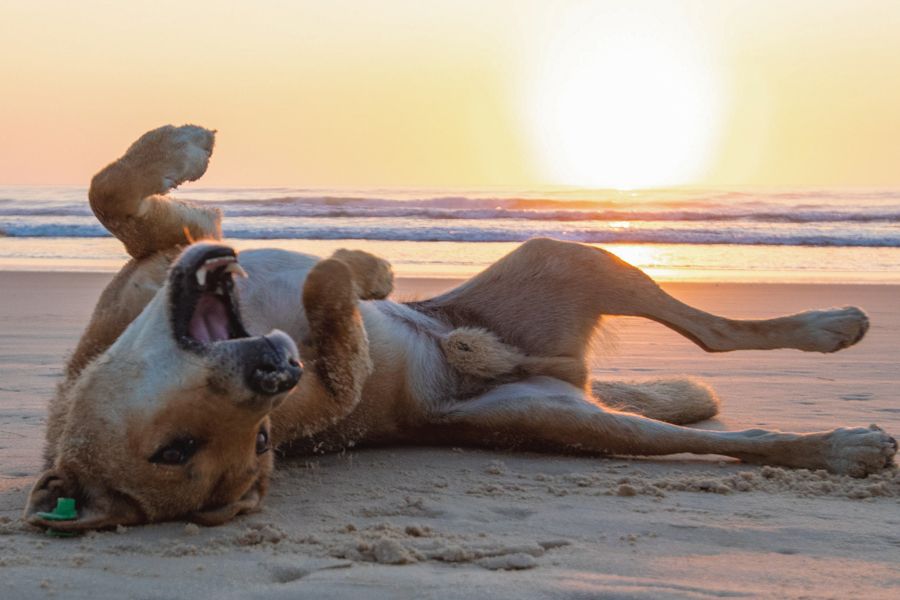 Fraser Island Dingo