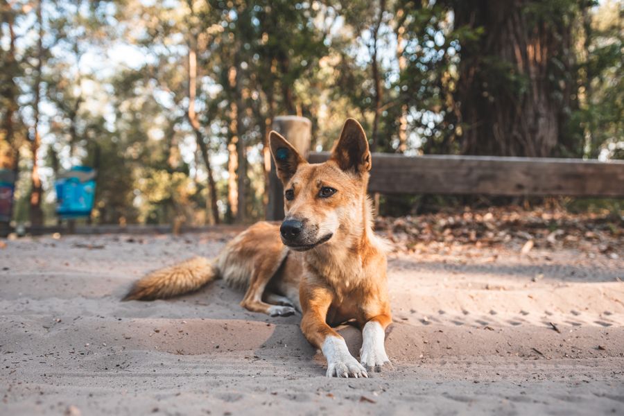 Dingo on Fraser