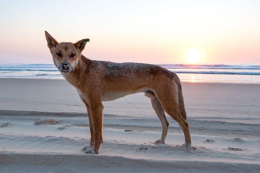 Fraser Island Dingo
