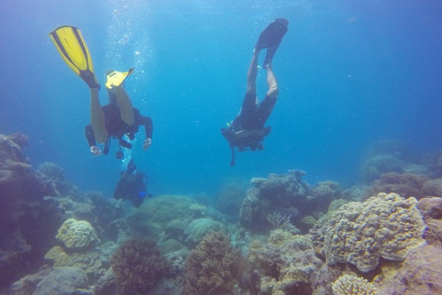 A group of scuba divers underwater swimming through coral gardens at Bait Reef