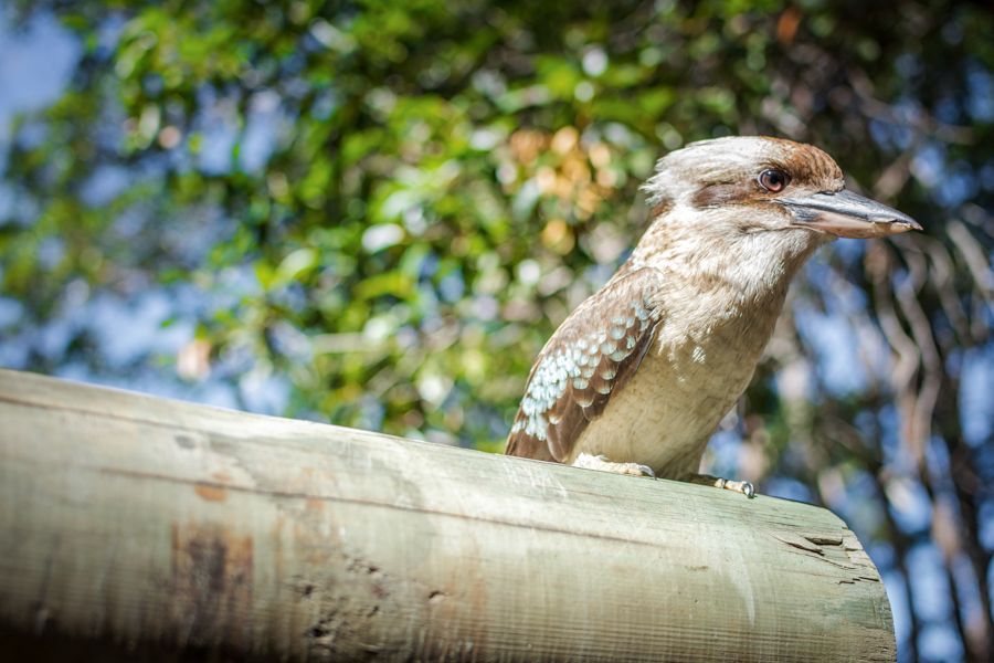 kookaburra