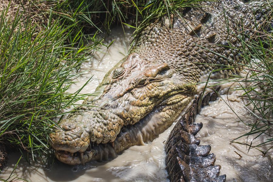 Australian saltwater crocodile hunting