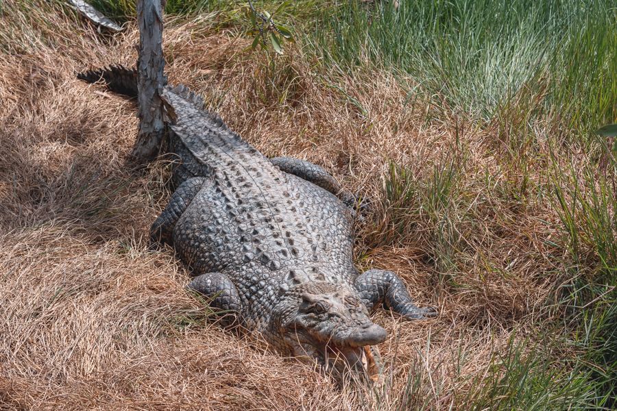 Saltwater Crocodiles - Sailing Whitsundays