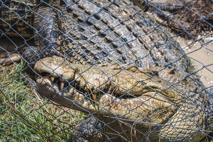 Airlie Beach Crocodiles