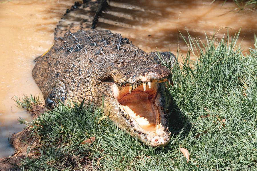 Australian Saltwater Crocodiles in the Whitsunday region