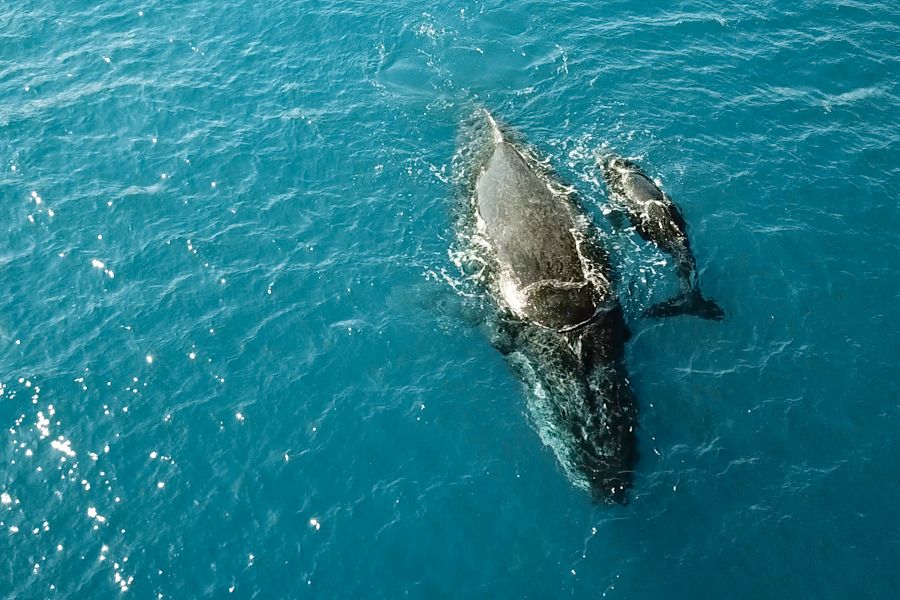 whales swimming in the whitsundays ocean