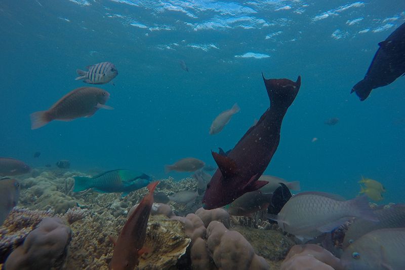 fish, whitsundays