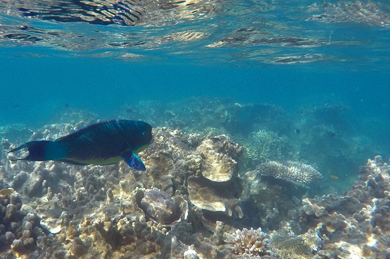 parrotfish