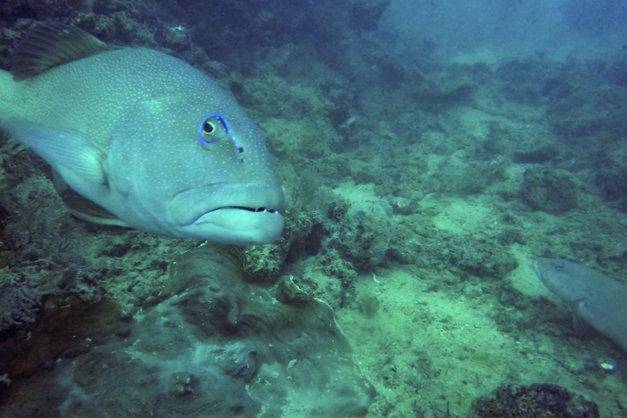 coral trout