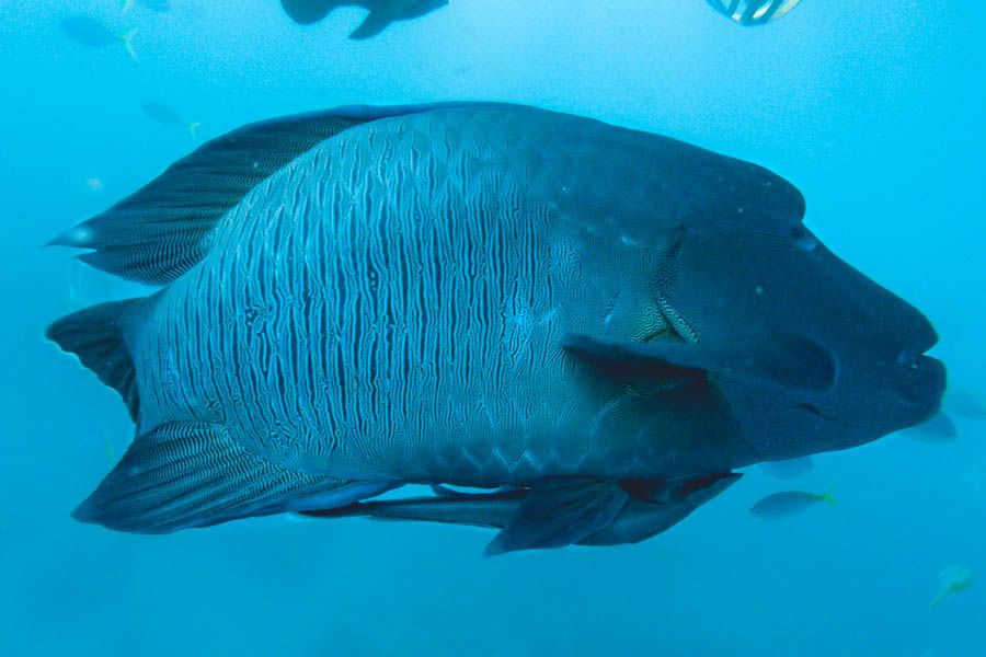 maori wrasse