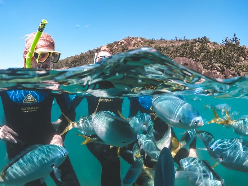 Whitsundays Popular Fish Species - Sailing Whitsundays