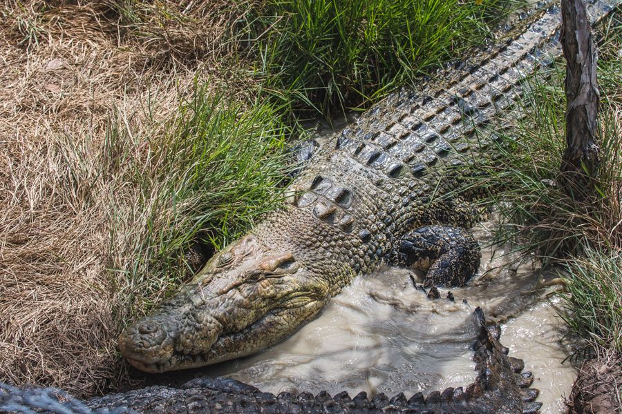 Saltwater crocodiles