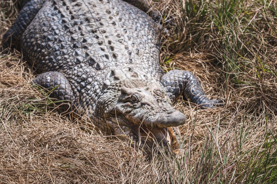 Saltwater crocs