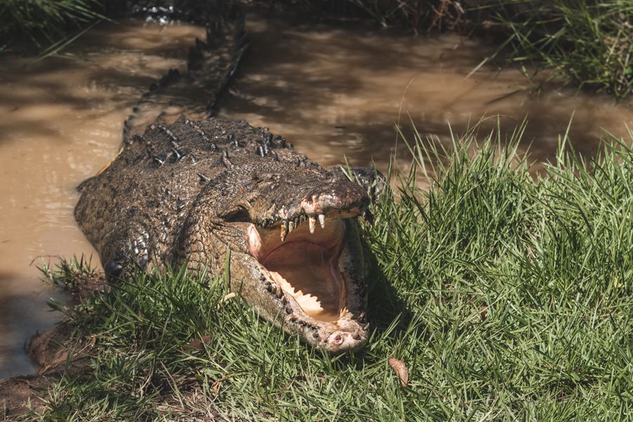 Crocodiles Whitsundays