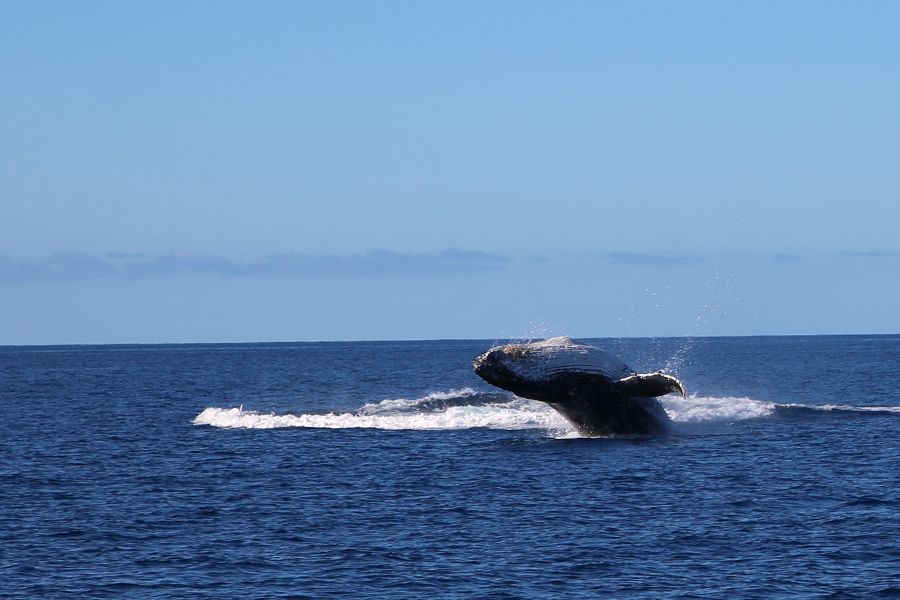 whale breaching, queensland whitsundays