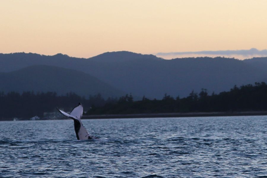 whales, hook passage