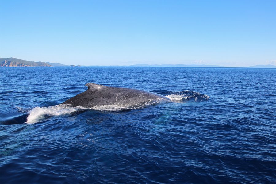 whale, whitsunday islands