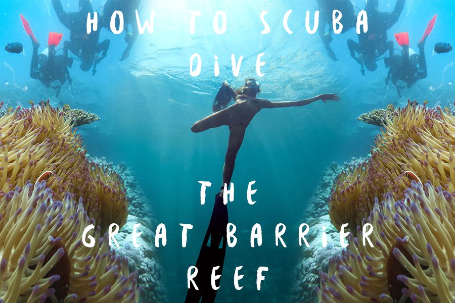 How to Scuba Dive The Reef