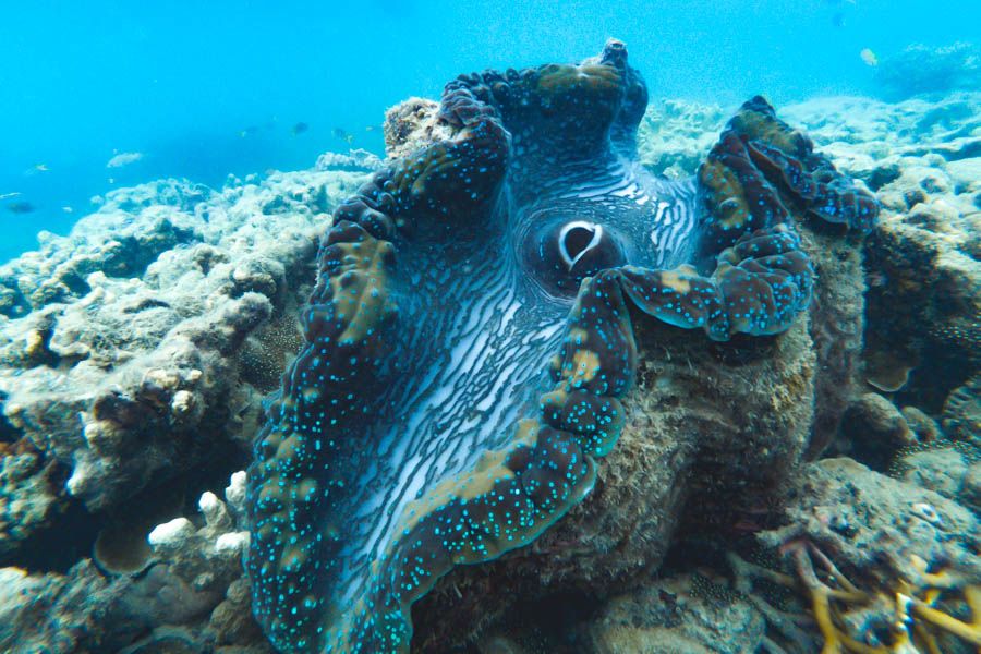 where do giant clams live