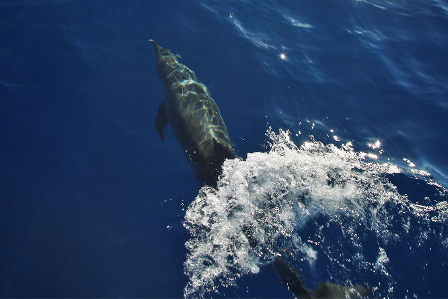 Dolphin Balancing Ball, Dolphin performing in the show at P…