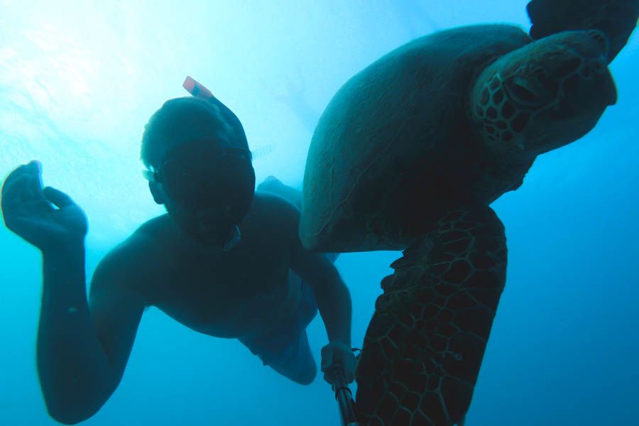 snorkelling, turtles