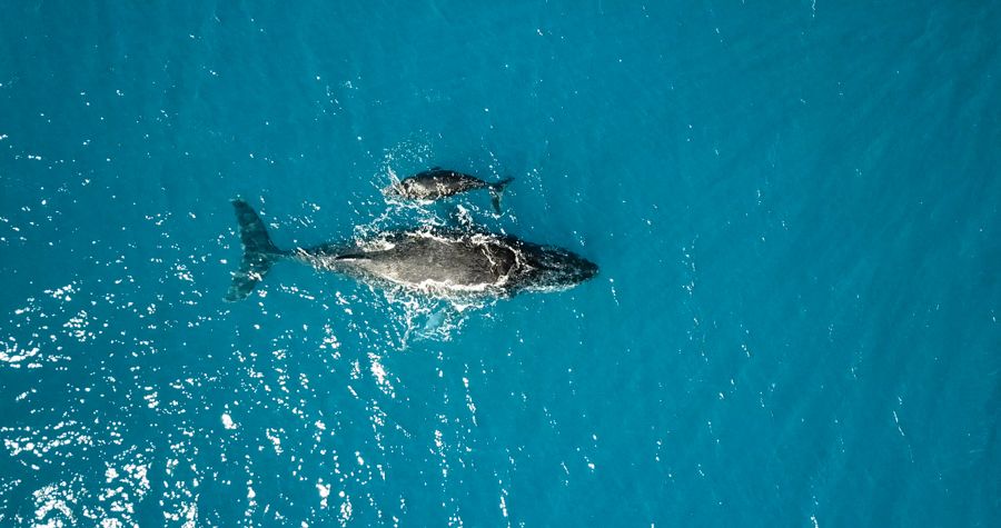 Whale season whitsundays