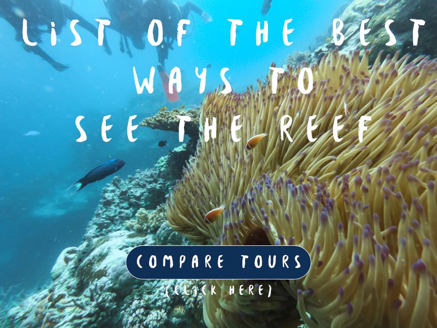 List of Best Ways To See The Reef