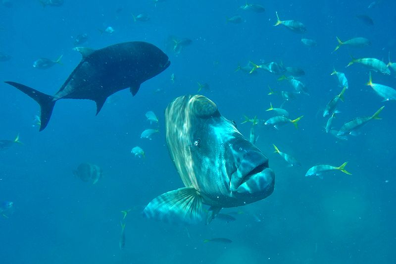 snorkelling Whitsundays