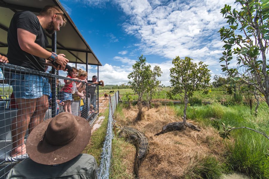 Saltwater crocodiles, Bredl's Wild Farm