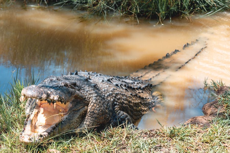 Salt Water Crocodiles