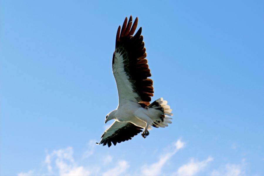 eagle, whitsundays