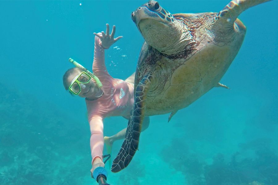 turtle, whitsundays