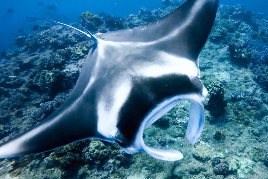 manta ray, whitsundays