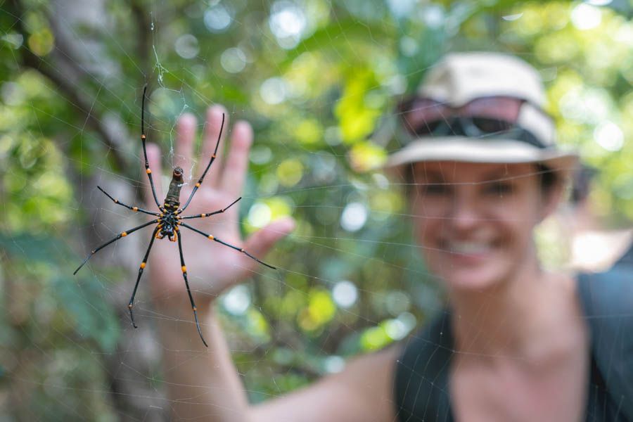 spider, whitsundays