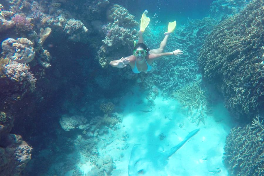 stingray, whitsundays