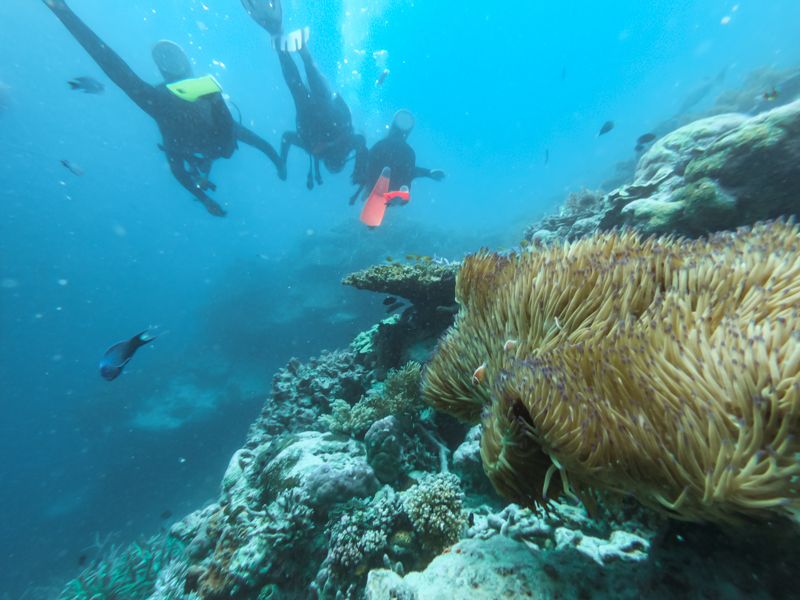 Diving in the Whitsunday Islands, Hardy reef