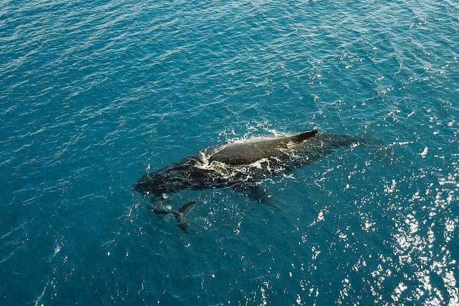 whales swimming in the ocean around the whitsundays