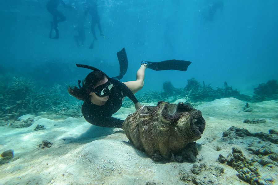 Snorkeller looking at a Giant Clam, Whitsundays