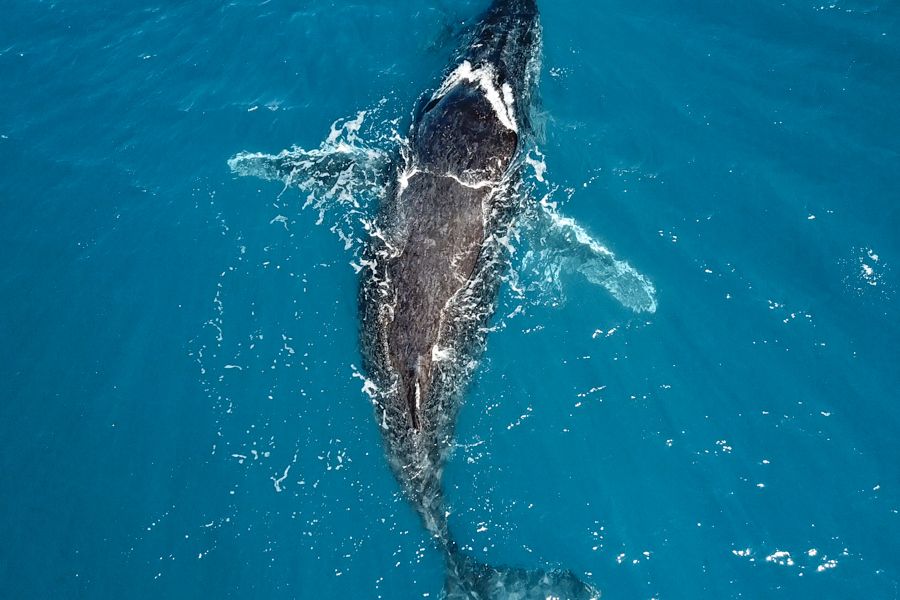 Humpback whale resting near the surface of the ocean