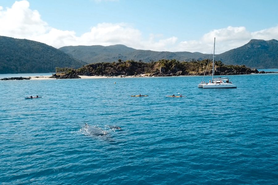 whales swimming near a catamaran in whitsundays