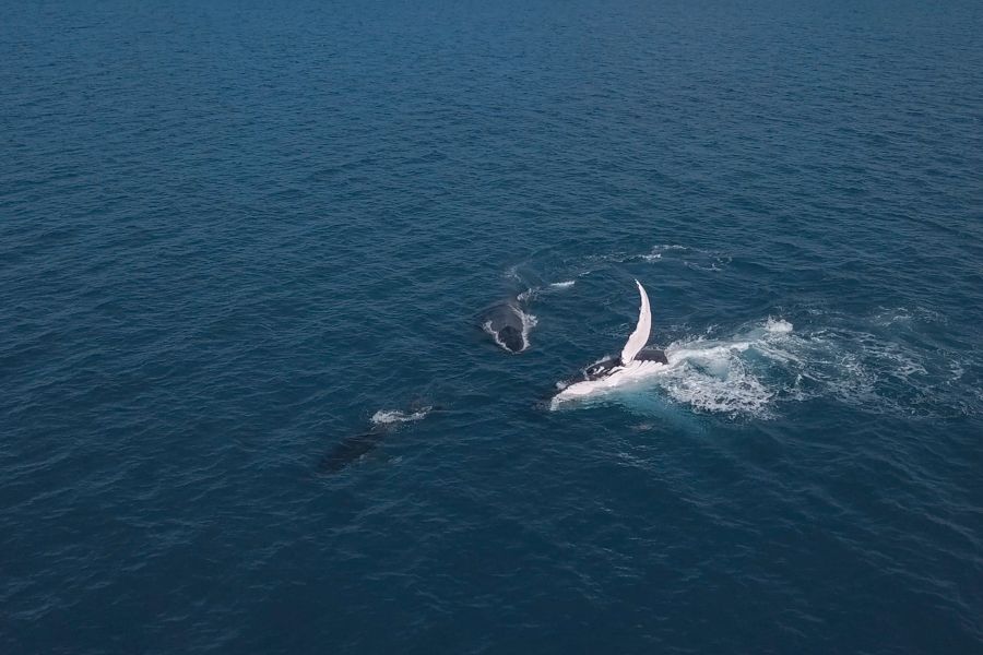 Humpback whale holding flipper up in the ocean