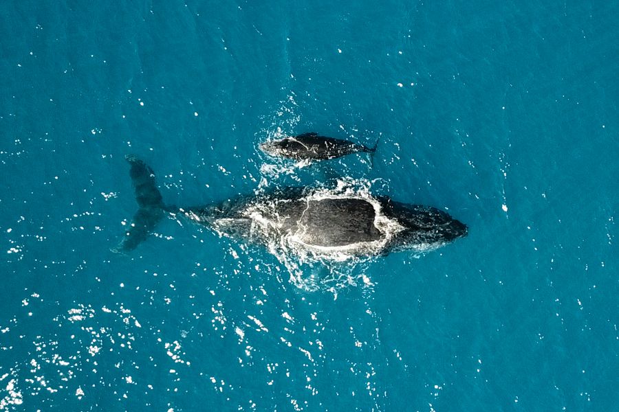 Whale Family Whitsundays