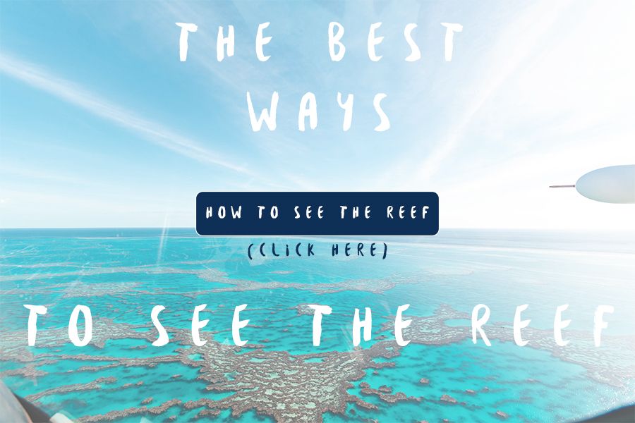 Ways to see the reef