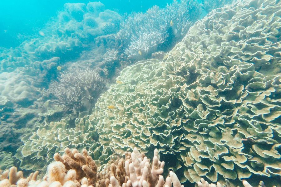 coral reefs, whitsundays